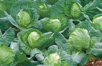 PDF) DISEASE RESISTANCE OF WHITE HEAD CABBAGE VARIETIES AS A FACTOR OF  REDUCTION OF THE PEST RISKS IN VEGETABLE GROWING