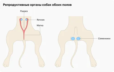 Кастрация собак: плюсы и минусы, частые вопросы