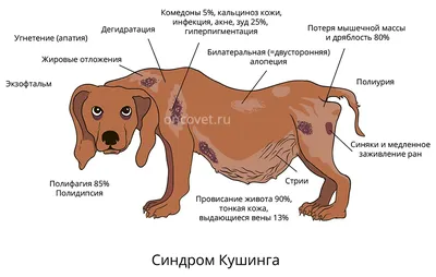 Особенности лечения синдрома Кушинга у собак | Zoohub