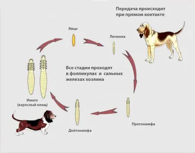 Болезни собак - Ветеринарная клиника в Зеленограде \"POLIVET\"