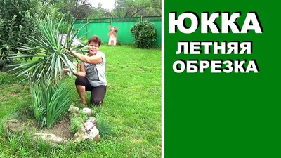 Юкка нитчатая | Отдел «Ботанические экспозиции»