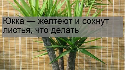 Юкка - желтеют и сохнут листья. Другие проблемы с растением - zhvetnik.ru