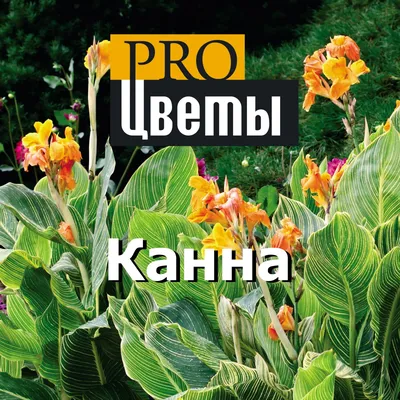 Канна(Canna). Описание, выращивание, посадка и уход. Программа PRO Цветы  (ПРО Цветы) | flokus.ru - ландшафтный дизайн