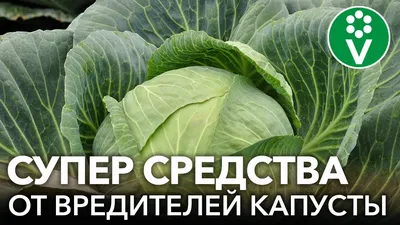 Выкопали картошку и удалили листья капусте • Дневник огородника