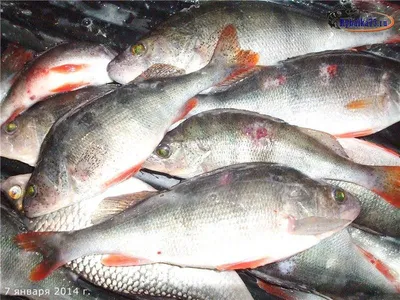 81 ТУ по Луганской Народной Республике | Аэромонозы лососевых и карповых рыб