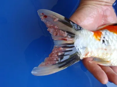 Виды инфекционных возбудителей у рыб