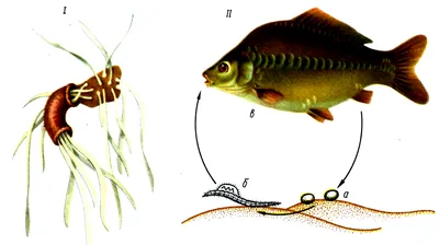 Грибковые и паразитарные болезни рыб | AXEAFI | Дзен