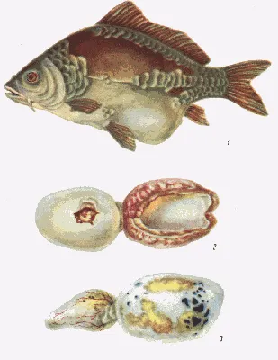 Воспаление плавательного пузыря карповых рыб от “ФГБУ НЦБРП” в Москве.