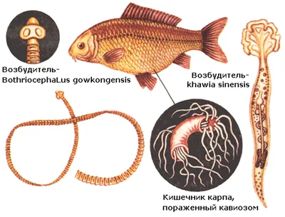 Грибковые и паразитарные болезни рыб | AXEAFI | Дзен