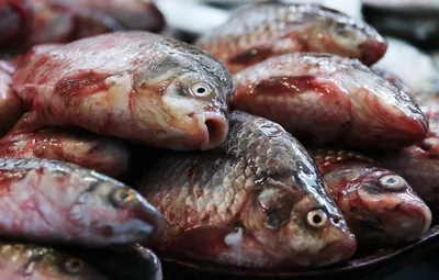 Лигулез рыб: лечение в аквариуме, фото-видео обзор