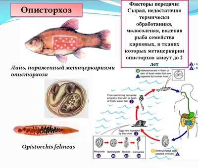 Чем полезно и вредно мясо речной рыбы | fishcom.online