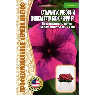 Купить Катарантус Медитеранен ХР Пич | Mediterranean XP Peach Vinca (30  семян) • Гавриш (Россия) • Катарантус Медитеранен ХР Пич | Mediterranean XP  Peach Vinca. Растение с длинными побегами и бледно-розовыми довольно