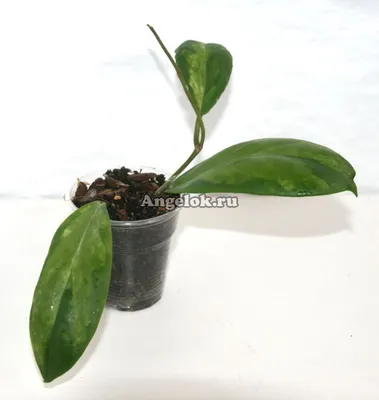 Хойя (Hoya sp. Biakensis PNG) черенок Каталог орхидей - фаленопсисов,  каттлей, ванд, дендробиумов со всего мира от интернет магазина Ангелок