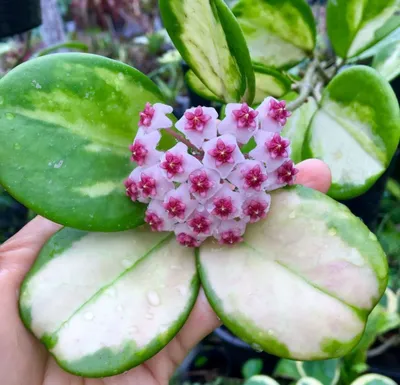 Хойя утолщенная (Hoya incrassata) черенок Каталог орхидей - фаленопсисов,  каттлей, ванд, дендробиумов со всего мира от интернет магазина Ангелок