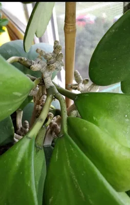 Хойя акута вариегата( Hoya Acuta variegata) нарядная малышка - YouTube