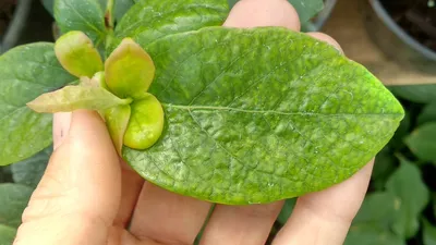 Хойи. Мой мир волшебных лиан.: Caudata big green leaves.