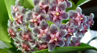 Hoya polystachya | Hoya plants, Houseplants, Tropical plants