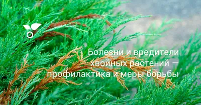 Заболевание хвойных растений - Agro-Market