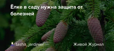 Средство от болезней хвойных AVGUST Ракурс СК, 480 мл по цене 6741 ₽/шт.  купить в Волгограде в интернет-магазине Леруа Мерлен