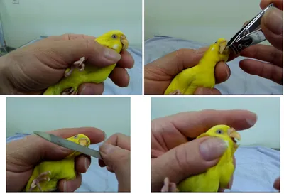 Клюв волнистого попугая: почему слоится и как подрезать, симптомы, лечение  и фото | Почему и что делать, если у волнистого попугая вырос длинный клюв  и искривился?