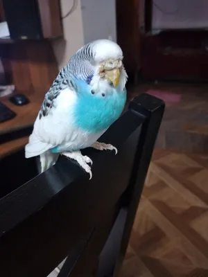 Болезни волнистых попугаев 🦜 Симптомы и лечение | Pet7