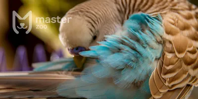 Берегите своих птичек 🦜🦜 | наши попугайчики и природа 🌿🍃 | Дзен