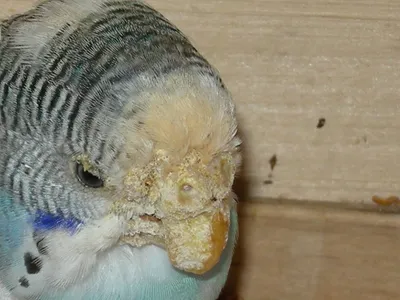 У попугая слоится клюв: почему и что делать? | Блог зоомагазина  Zootovary.com