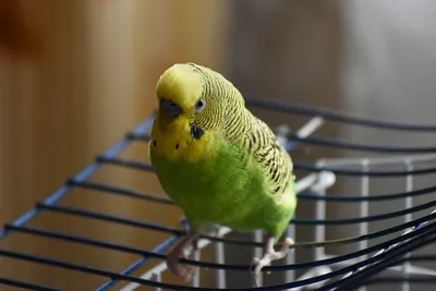 Самые распространенные болезни волнистых попугаев