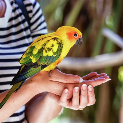 Ветеринарный справочник | Форумы о попугаях Parrots.ru
