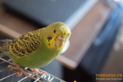 Волнистый попугай зевает. Шесть причин широко раскрытого клюва у попугаев  без звука - YouTube