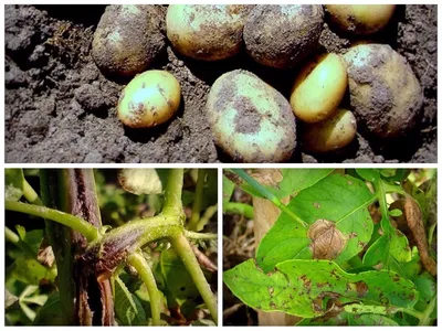 ГлавАгроном - Железистая пятнистость клубней картофеля: от выявления до  искоренения