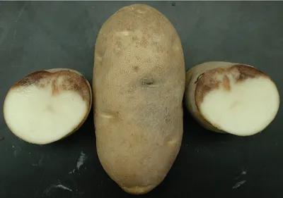 Что опасней для картофеля