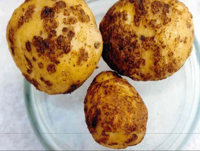 Болезни картофеля и меры борьбы с ними