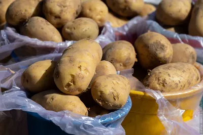 ГлавАгроном - Железистая пятнистость клубней картофеля: от выявления до  искоренения