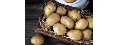 Железистая пятнистость картофеля: что за болезнь и как ее предотвратить