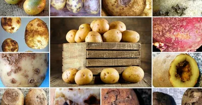 Фузариоз (сухая гниль) клубней картофеля: вредоносность, симптомы, меры  борьбы
