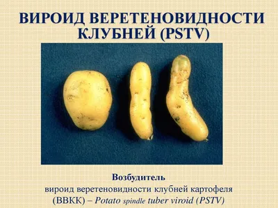 Средство для защиты картофеля от болезней и вредителей «Табу Трио» – купить  с доставкой в Екатеринбурге | Низкие цены в интернет-магазине Леруа Мерлен