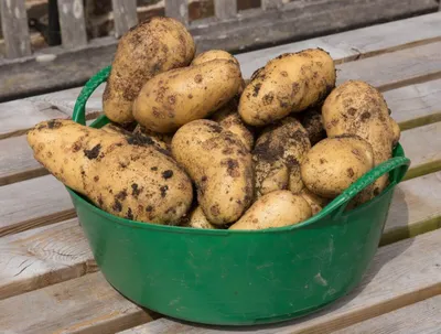 Ржавость клубней картофеля – ЭТК Меристемные культуры