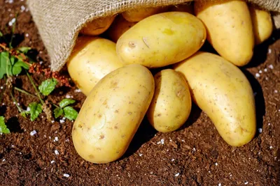 Как избавиться от парши на картофеле | Ганцавіцкі час