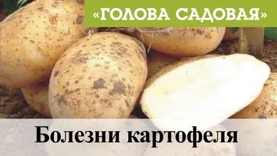 ТОП-6 признаков пригодности картофеля в пищу