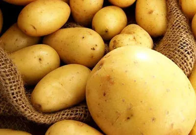 Железистая пятнистость картофеля: причины болезни, профилактические меры