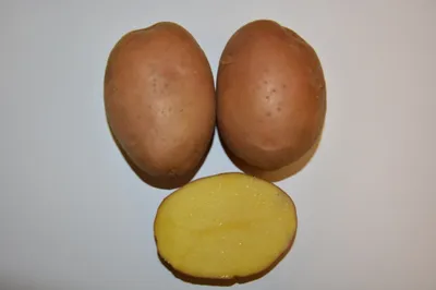 Ризоктониоз — опасный недуг картофеля
