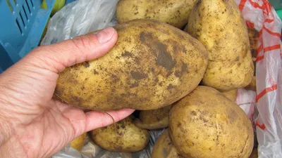 Минусинцам следует знать ЭТО о болезни картофеля