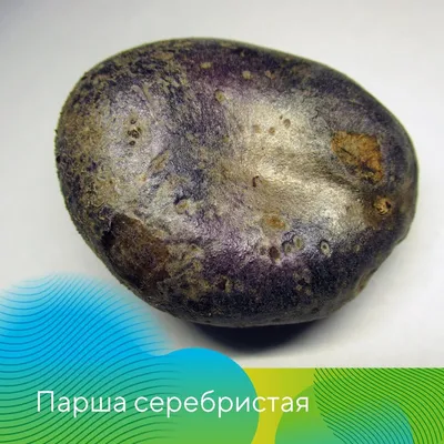 Новый уровень защиты картофеля от почвенных болезней и вредителей |  «Сингента» в России