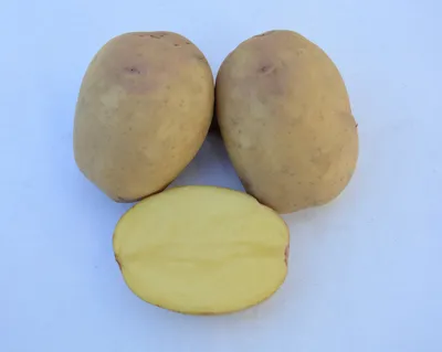 Болезни и вредители картофеля: колорадский жук, проволочник, как уберечь и  чем обработать (календарь) рассаду от вредителей - Ортон