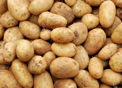 Головня картофеля – угроза существует!
