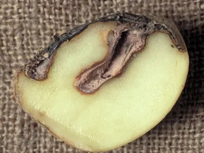 Болезни картофеля при хранении