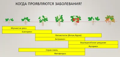 Почему ягоды клубники засыхают | В саду (Огород.ru)