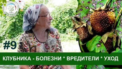 Как бороться с НЕМАТОДОЙ НА КЛУБНИКЕ?. Почему сохнут кусты клубники,  земляники? - YouTube