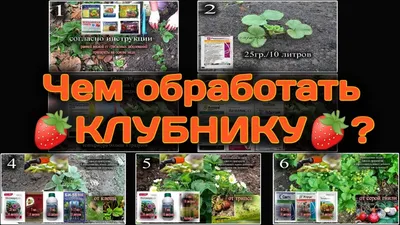 Лечение болезней и заболеваний орхидей - Agro-Market